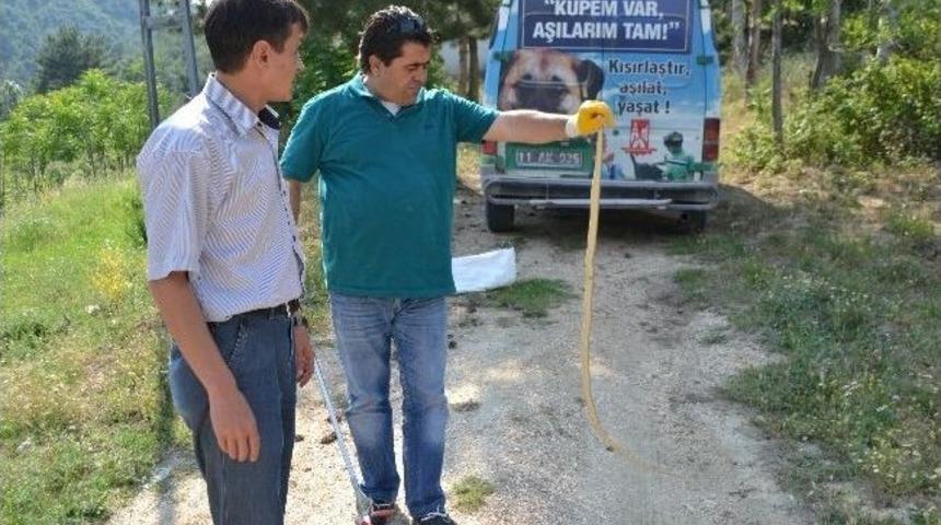 Konteynerde Yakalanan Yılan Doğaya Bırakıldı