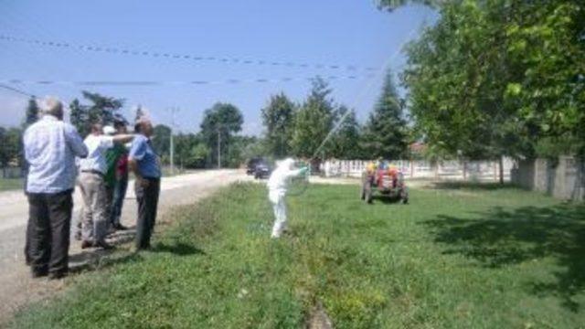 Düzce’de Amerikan Beyaz Kelebeği Mücadelesi