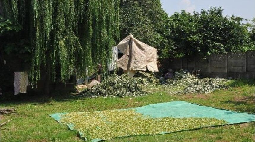 Ak&ccedil;akoca'da Ihlamur Hasadı Başladı