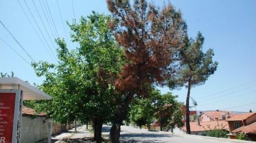 Gediz&rsquo;de Kızıl&ccedil;am Ağa&ccedil;larını Kurutan Hastalıkla M&uuml;cadele Devam Ediyor