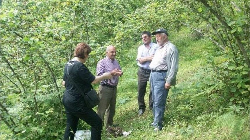 Ordu&rsquo;da Organik Fındık &Uuml;retimi Artıyor