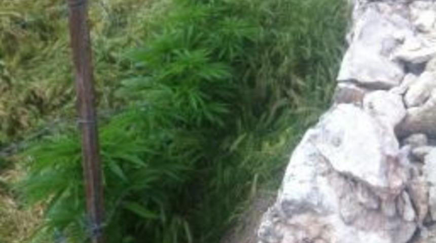 Yunak&rsquo;ta 42 K&ouml;k Hint Keneviri Ele Ge&ccedil;irildi.