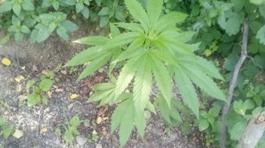 Ayvacık&rsquo;ta Hint Keneviri Operasyonu