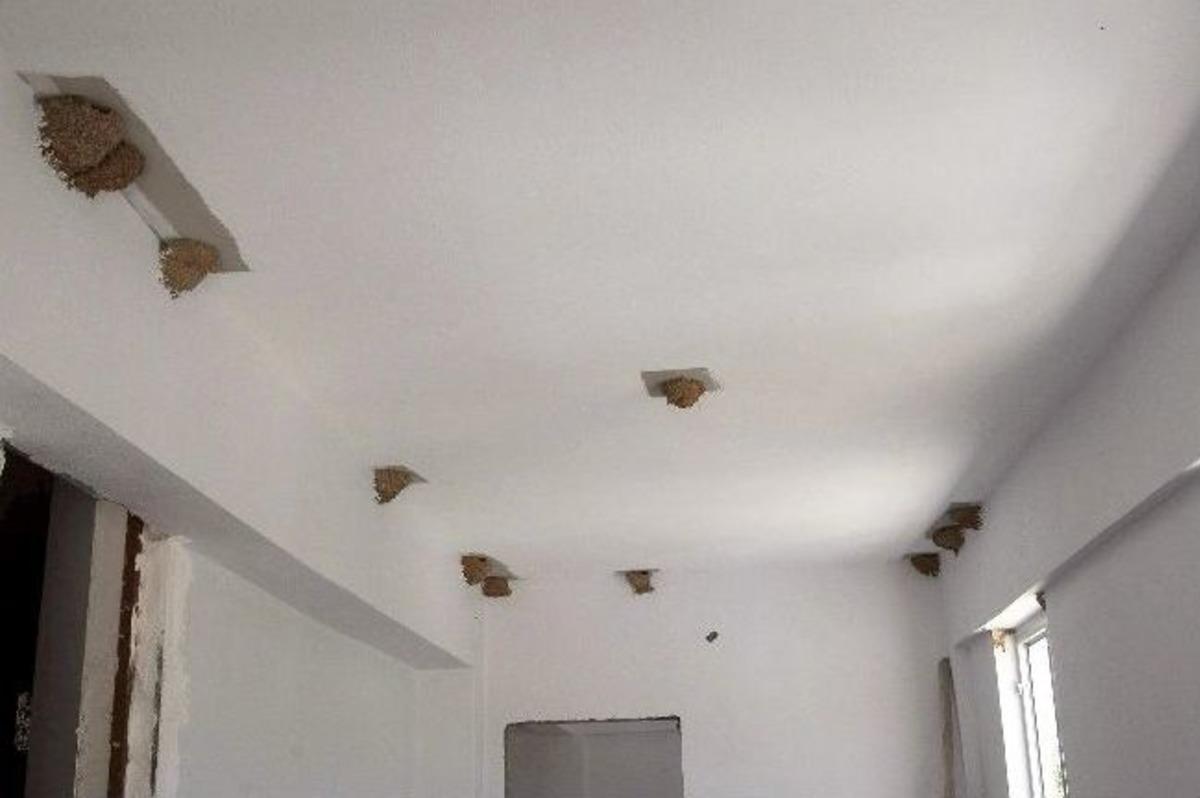 Kırlangı&ccedil; Yuvaları İnşaatı Durdurdu