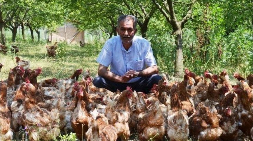 Meyve Bah&ccedil;esinde K&ouml;y Yumurtası &Uuml;retiyor