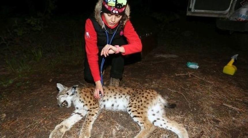 Sarıkamış&rsquo;ta Vaşağa Verici Takıldı