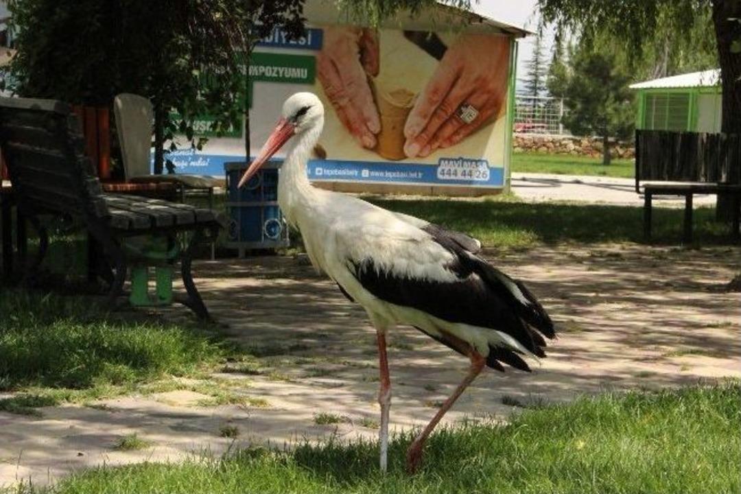 (&ouml;zel Haber) Yaralı Leylek Hayata Tutundu