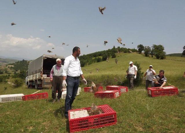 Kavak'ta Kınalı Keklikler Doğaya Salındı