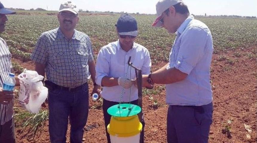 Pamuk &Uuml;retiminde Kurt Tehdidine Karşı Feromon Tuzaklar Kuruldu