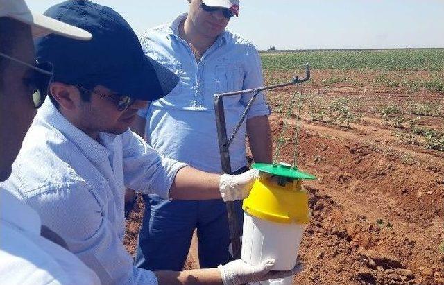 Pamuk &Uuml;retiminde Kurt Tehdidine Karşı Feromon Tuzaklar Kuruldu 1