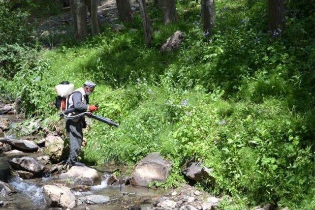 Van’da Çekirge İstilasıyla Mücadele Çalışması