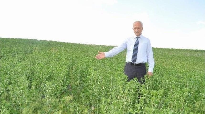 Yozgat&rsquo;ta Nadas Alanlar Aspir İle Ekonomiye Kazandırılıyor