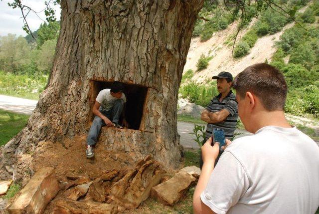 Asırlık Kavak Ağacının Gövdesinde Define Aradılar