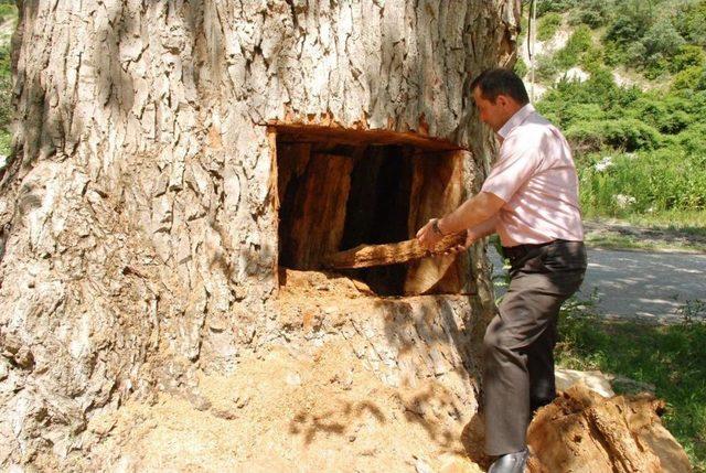 Asırlık Kavak Ağacının Gövdesinde Define Aradılar