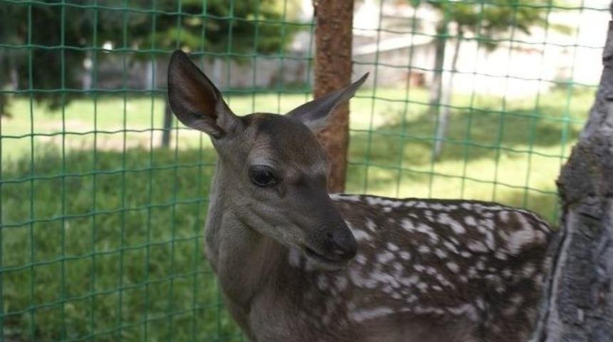 Yavru Geyik Annesine Kavuştu