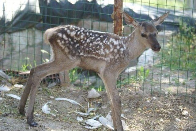 Yavru Geyik Annesine Kavuştu 1