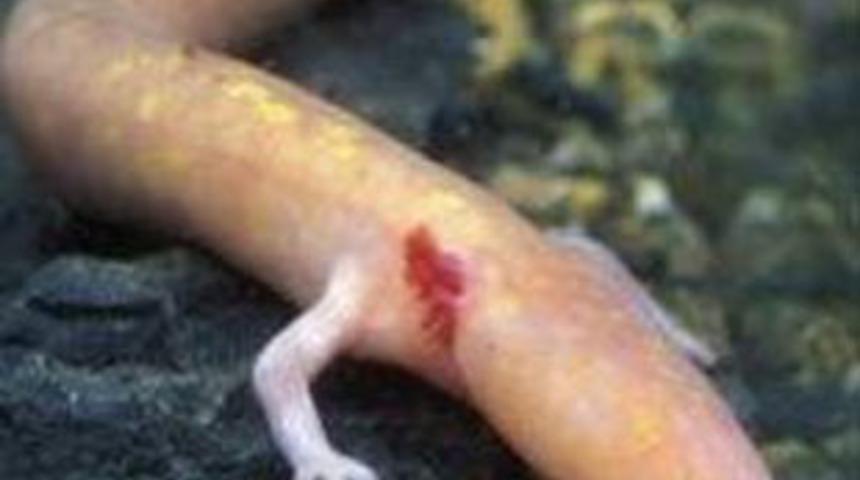 Kimse sırrını &ccedil;&ouml;zemiyor!