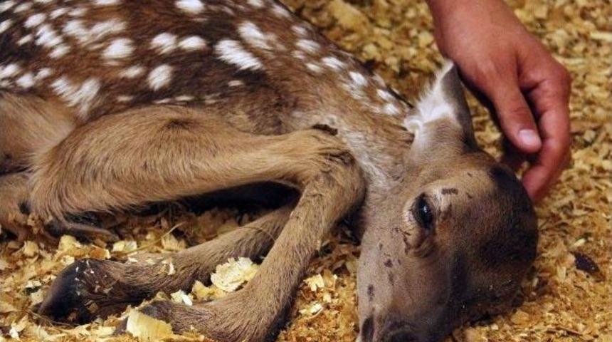 (&ouml;zel Haber) Yaralı Geyik Yavrusu Tedavi Altına Alındı