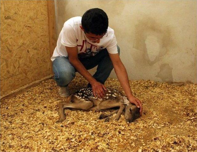 (özel Haber) Yaralı Geyik Yavrusu Tedavi Altına Alındı