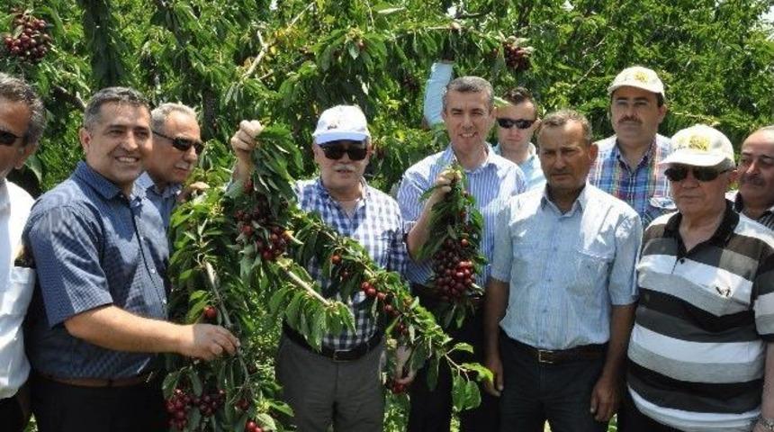 Kırkağa&ccedil;&rsquo;ta &Uuml;retilen Kiraza Hayran Kaldılar
