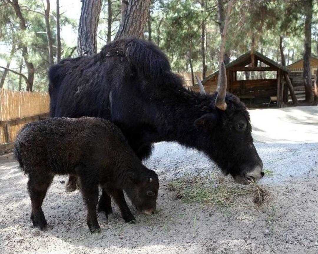 Hayvanat Bah&ccedil;esinde Yavru Sevinci