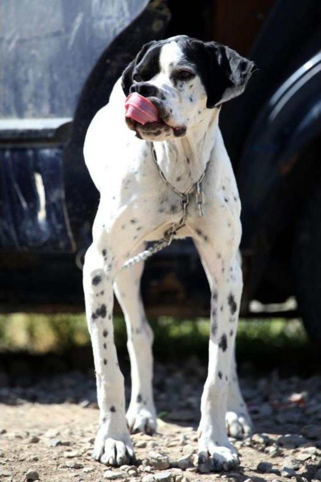 Eski Otomobilini K&ouml;peğine Kul&uuml;be Yaptı