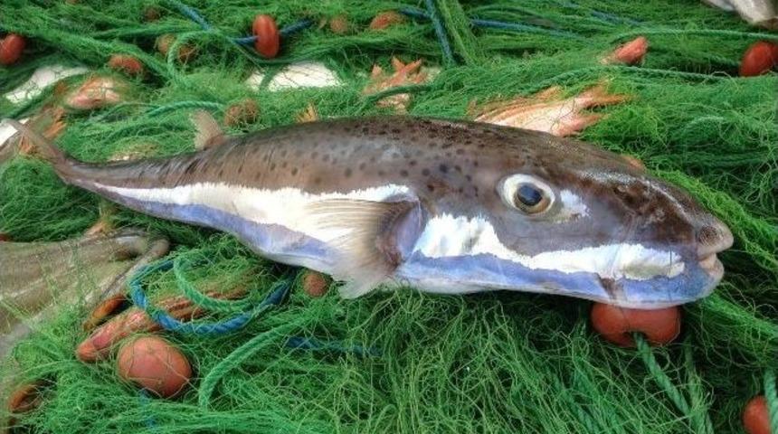 Zehri Tedavi Ediyor, Eti &Ouml;ld&uuml;r&uuml;yor