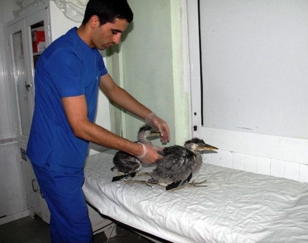 (haber &Ouml;zel) Y&uuml;z Yıllık &Ccedil;ınar Devrildi