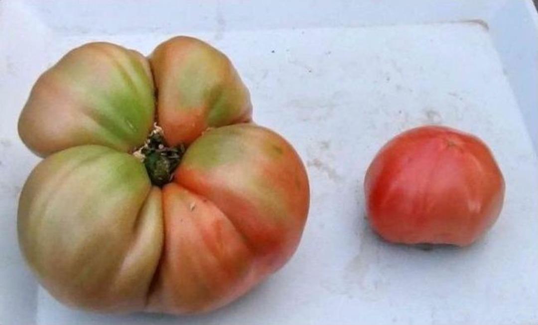 Kiloluk Pembe Domates Seraların G&ouml;zdesi Oldu