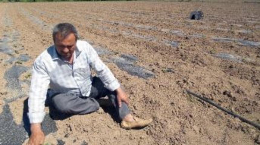 &Ccedil;umra Kavununda Y&uuml;ksek Rekolte Beklentisi