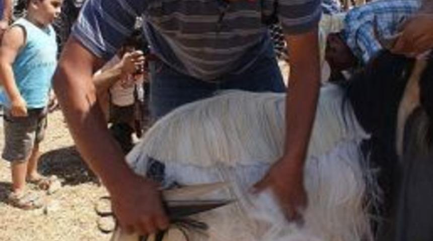 Karaburun Kırkım Şenliği'ne Hazır