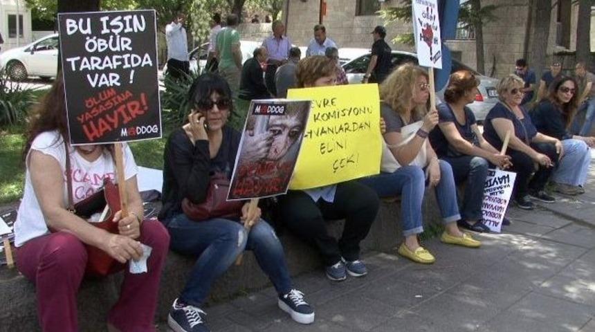 Tbmm &Ouml;n&uuml;nde Hayvan Hakları Eylemi