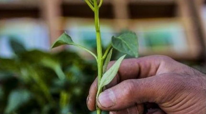 Ahlat&rsquo;ta Fide Satışları Arttı