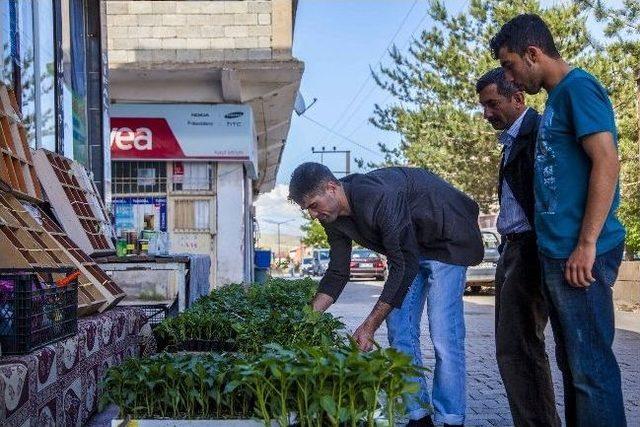 Ahlat’ta Fide Satışları Arttı