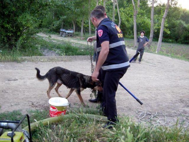 Direğe Bağlanan Köpeğe Itfaiyeden Yardım Eli