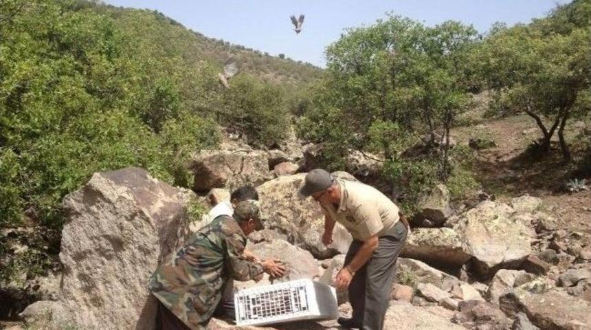 Seydişehir&rsquo;de Doğaya Bin Adet Kınalı Keklik Salındı