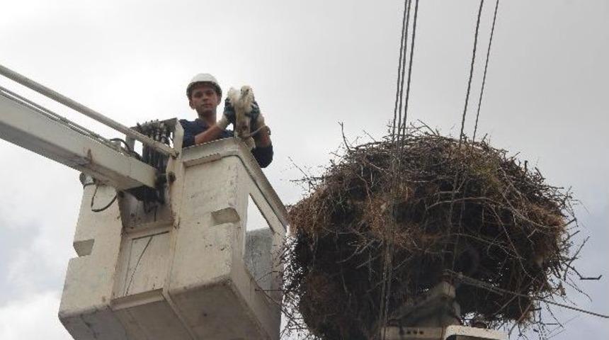 Yaralı Leylek Yavrusu İ&ccedil;in Seferber Oldular