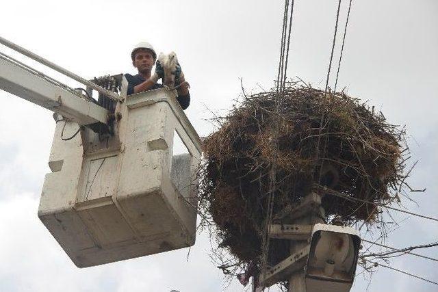 Yaralı Leylek Yavrusu İçin Seferber Oldular