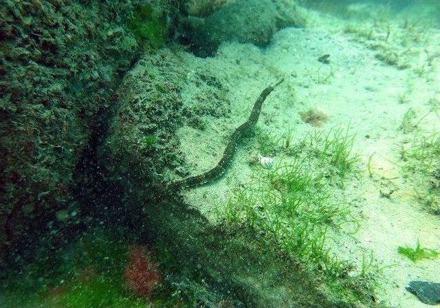 Balık Adamlar Karadeniz’i Görüntüledi