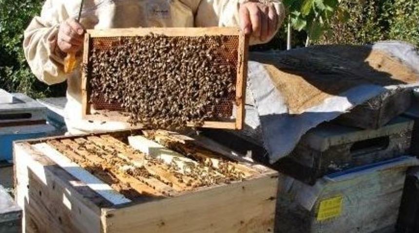 Kastamonu&rsquo;da 1673 İşletme Arıcılık Yapıyor