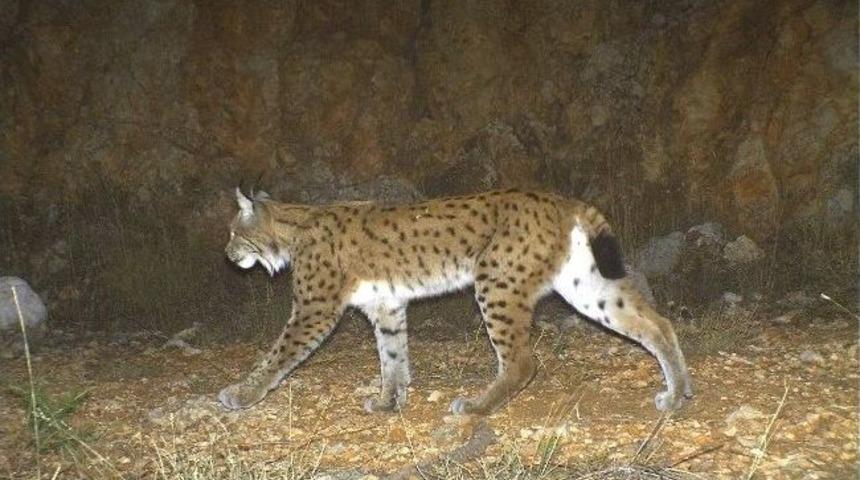 Yalova'da İlk Kez Yaban Kedisine Rastlandı