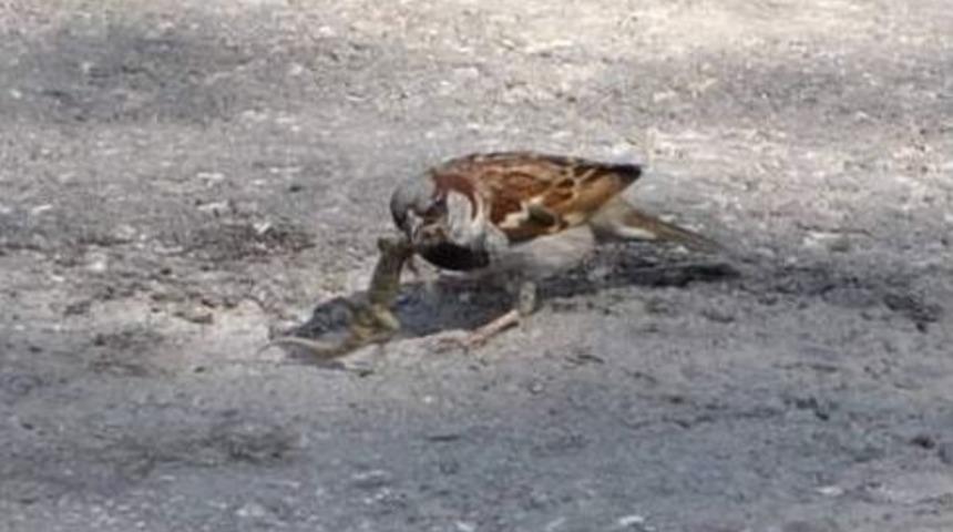 Ser&ccedil;enin Kertenkele Avı