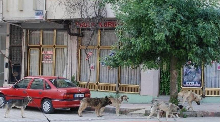 Sorgun&rsquo;da Başıboş K&ouml;pekler Korkutuyor