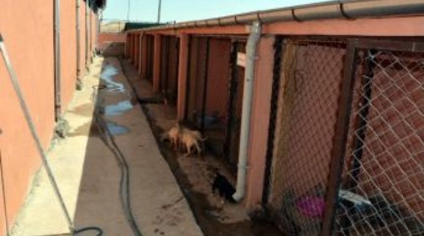 Adıyaman&rsquo;da Sokak Hayvanlarıyla M&uuml;cadele