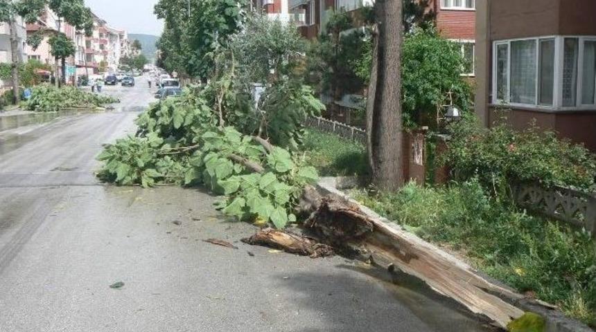 Boz&uuml;y&uuml;k&rsquo;te Fırtına Ağa&ccedil;ların Dallarını Kırdı