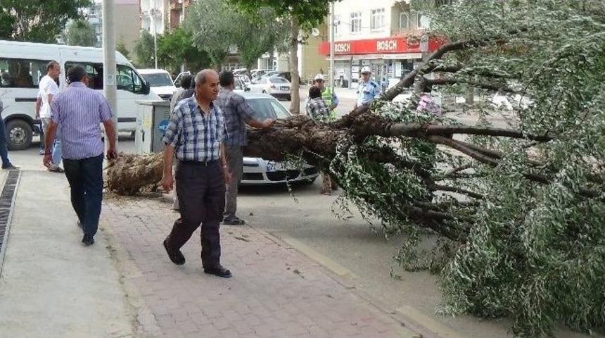 Karaman&rsquo;da Şiddetli R&uuml;zgar Ağa&ccedil;ları Devirdi