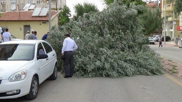 Karaman’da Şiddetli Rüzgar Ağaçları Devirdi