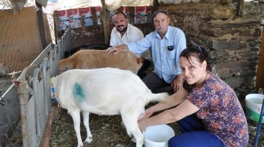 &Ouml;demiş Ovakent&rsquo;te Alternatif &Uuml;r&uuml;n &ldquo;ke&ccedil;i Ve Ke&ccedil;i S&uuml;t&uuml;'' &Uuml;reticiliği