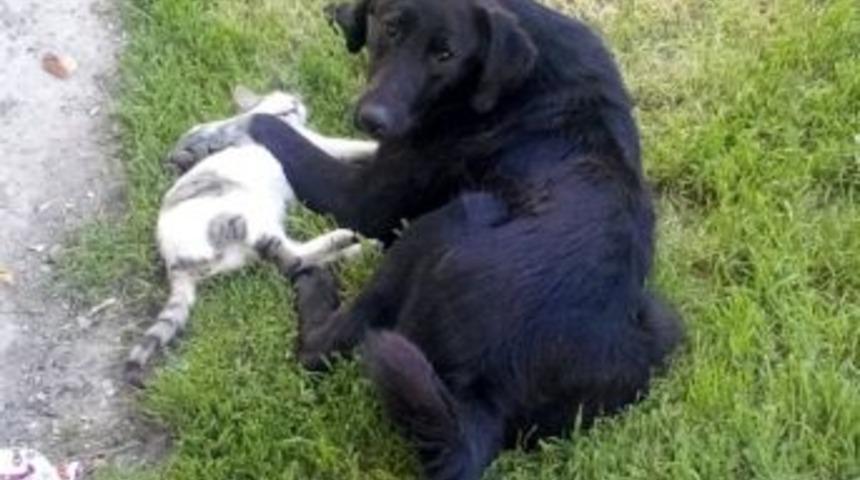 Kedi Ve K&ouml;peğin Dostluğu