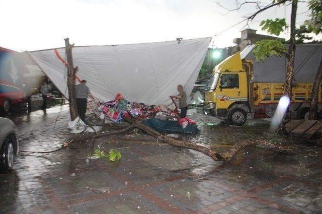 Karabük’te Rüzgar Ağaçları Kökünden Devirdi